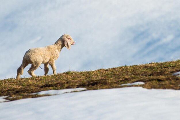 Pecore tra prato e neve