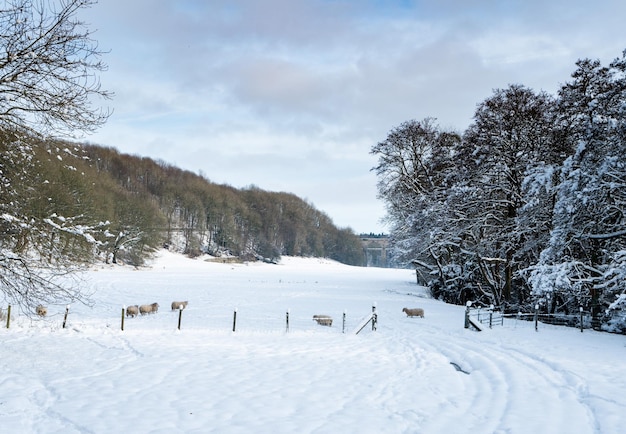 Pecore vicino a Chirk in Galles con neve