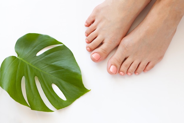 Pedicure su sfondo bianco con foglia di monstera. Bellissimi piedi femminili ben curati con pedicure rosa