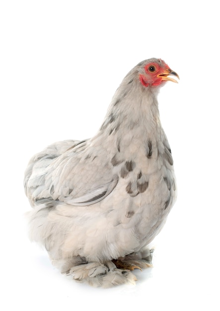 Pekin bantam