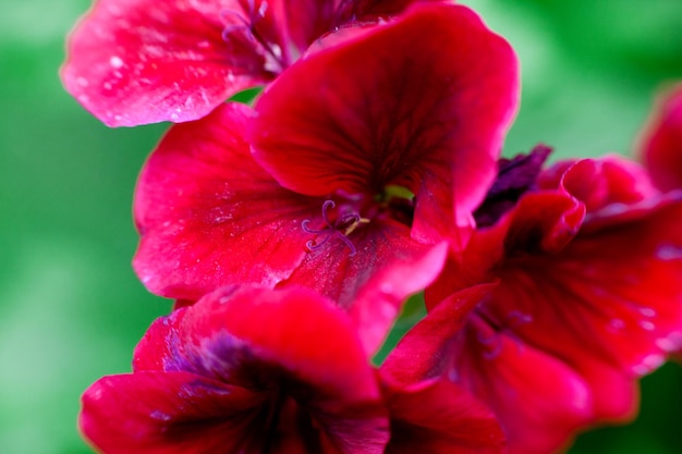 Pelargonio rosso con il primo piano delle foglie verdi Fotografia macro