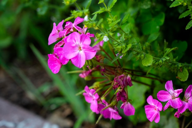 Pelargonio zonale. Fiore da giardino Pelargonium zonale. Bellissimi fiori