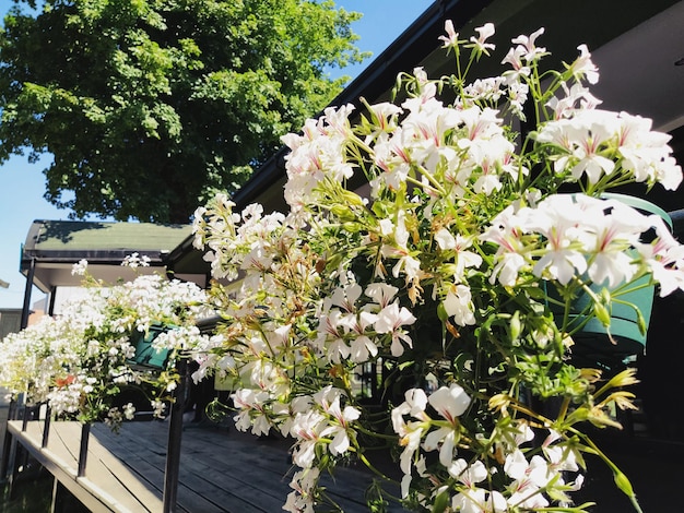 Pelargonium è un genere di piante della famiglia geranio bianco edera geranioaceae con venature rosse su pe