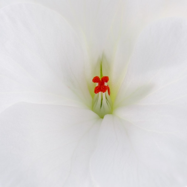 Pelargonium, la famiglia dei gerani