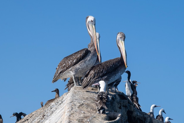 Pelecanus thagus