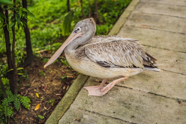 Pelican cammina lungo il sentiero nel parco