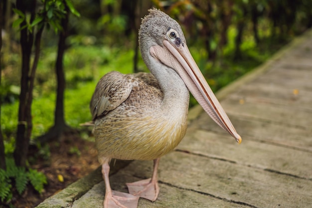 Pelican cammina lungo il sentiero nel parco