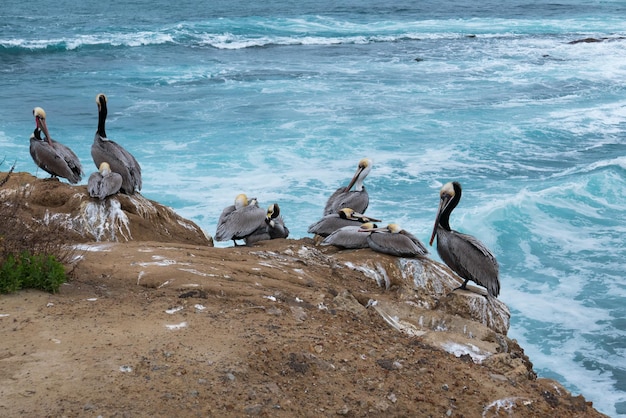 Pelicani sulla riva del mare