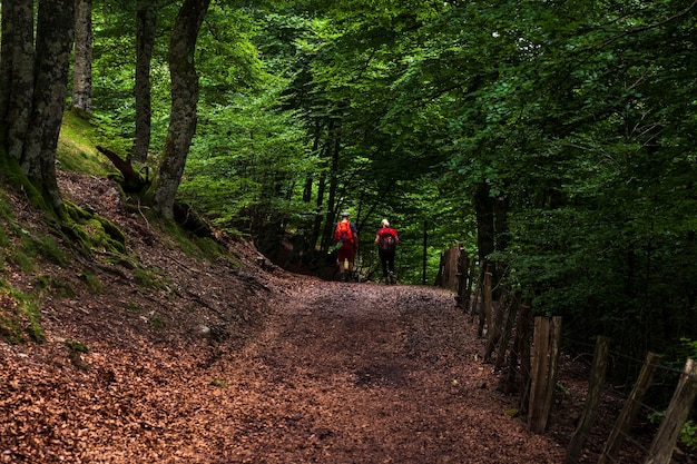 Pellegrini che camminano nel bosco dei Pirenei Camino de Santiago
