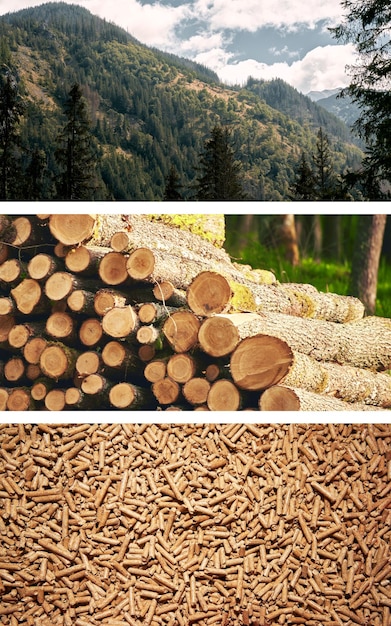 Pellet di legno per stufe e caldaie Fasi di produzione del pellet di legno Concetto di futuro sostenibile