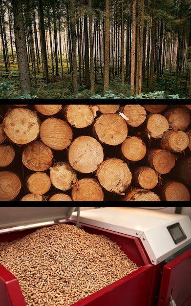 Pellets di legno per stufe e caldaie Fasi di produzione di pellets di legna Concetto di futuro sostenibile