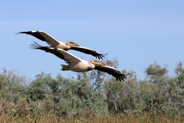 pellicani africani