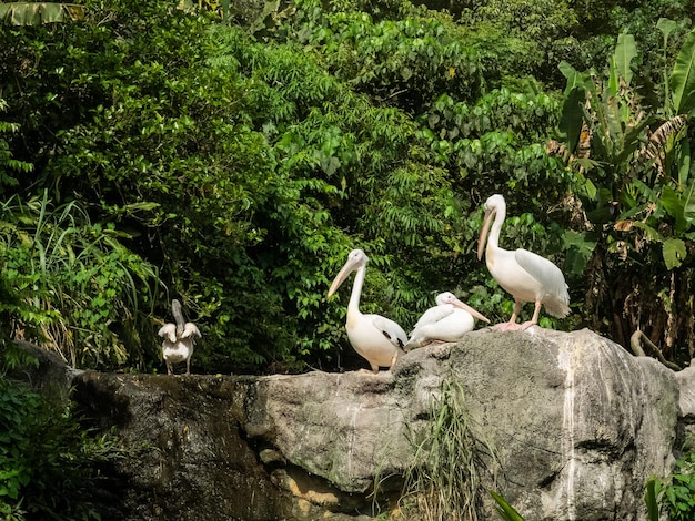 Pellicani allo zoo