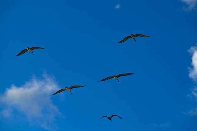 Pellicani che volano insieme sul cielo blu