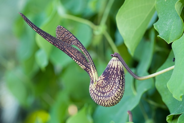 Pellicani Fiore (Aristolochia ringens Vahl)