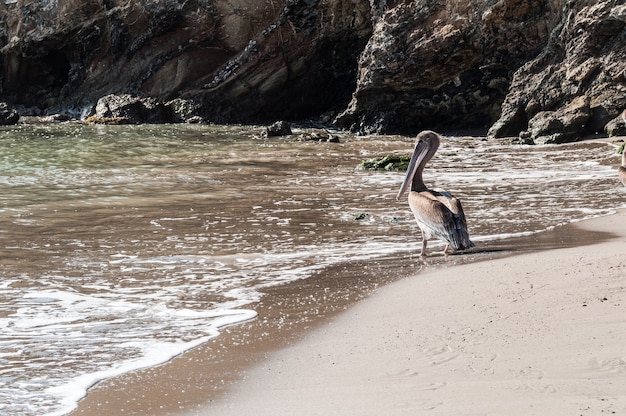 Pellicani selvatici spiaggia Colombia