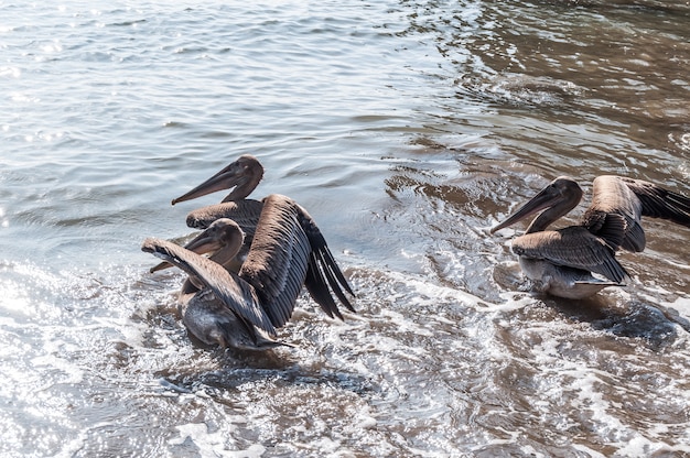 Pellicani selvatici spiaggia Colombia