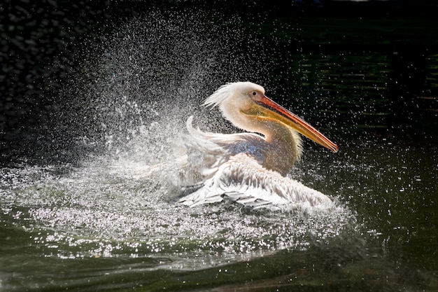 pellicani sull'acqua