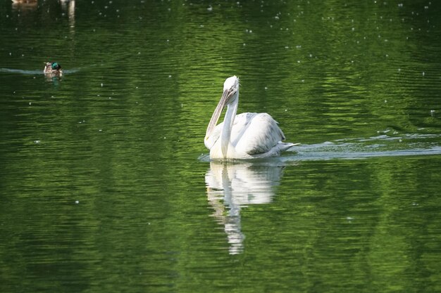 pellicano bianco che galleggia sulla superficie dell'acqua verde