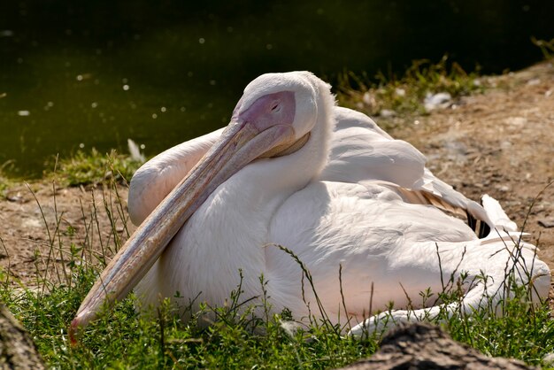 Pellicano bianco (Pelecanus onocrotalus)