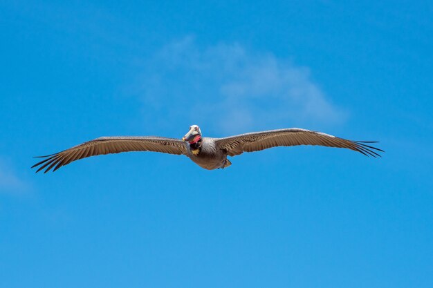 Pellicano bruno in volo con un cielo blu luminoso e una nuvola come sfondo