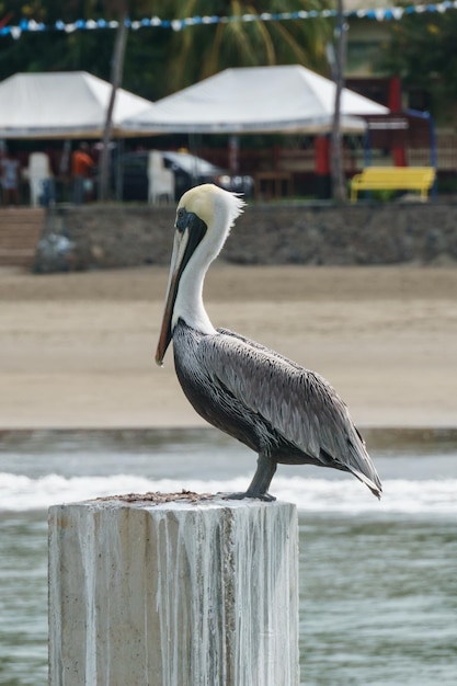 pellicano bruno