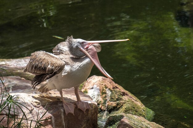 Pellicano dal becco a macchie (Pelecanus philippensis) con il becco spalancato