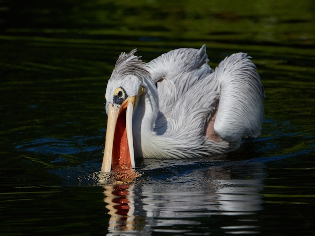 Pellicano dal dorso rosa (Pelecanus rufescens)