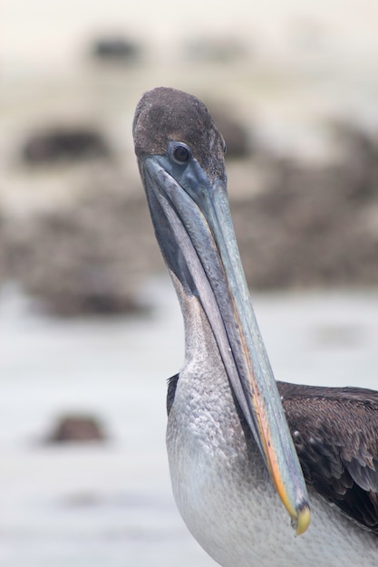 Pellicano delle Galapagos