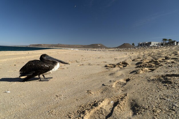 Pellicano gabbiano molti uccelli in baja california beach messico