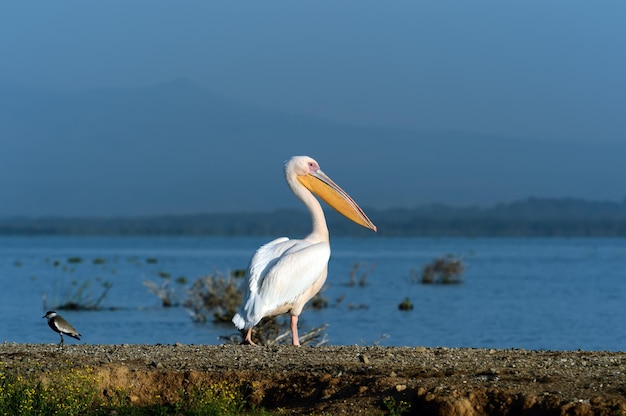 Pellicano maggiore che sorvola la costa del lago Naivasha