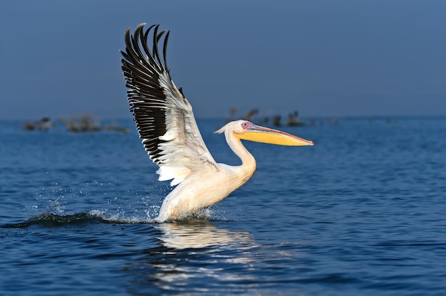 Pellicano maggiore che sorvola la costa del lago Naivasha