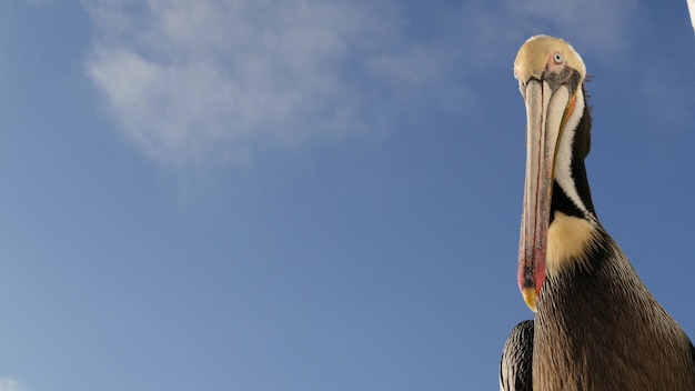 Pellicano marrone selvaggio sul molo, spiaggia dell'oceano della California, pelecanus costiero degli Stati Uniti, grande uccello.