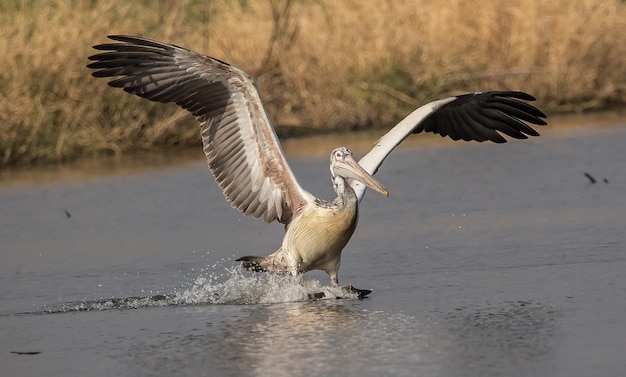 Pellicano mentre vola nello stagno