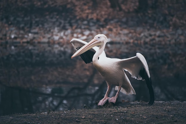 Pellicano nel parco