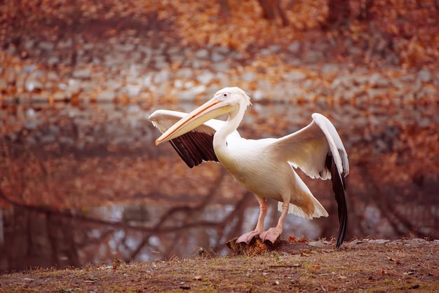 Pellicano nel parco