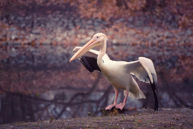 Pellicano nel parco