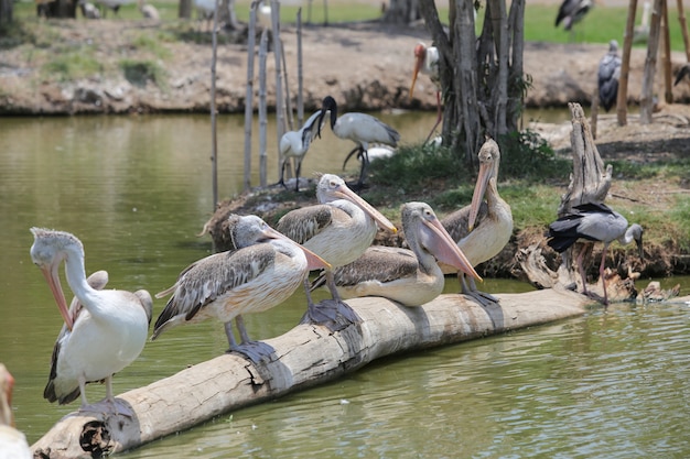 Pellicano nello zoo