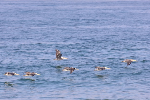 Pellicano peruviano Pelecanus thagus