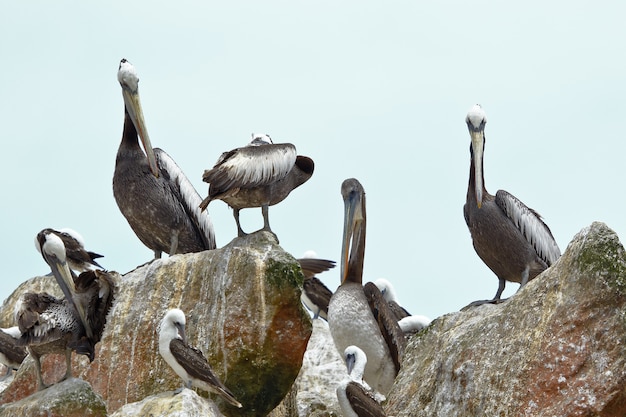 Pellicano peruviano