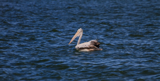 Pellicano punto-fatturato (philippensis del Pelecanus) in natura a Laempukbia, Tailandia