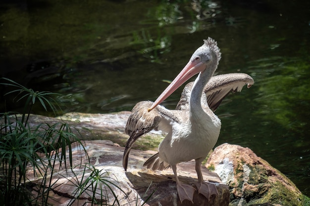 Pellicano Spot-Billed (Pelecanus philippensis) al Bioparc Fuengirola