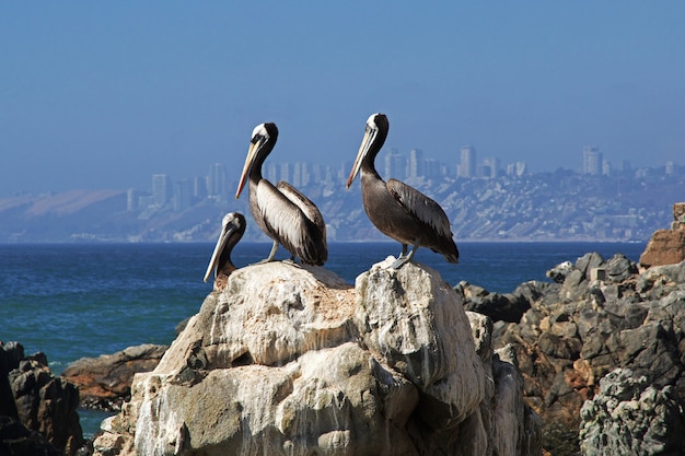 Pellicano sulla costa di Vina del Mar, Cile