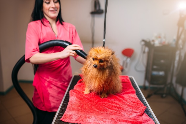 Pelliccia di cane asciutta del toelettatore dell'animale domestico femminile con un asciugacapelli