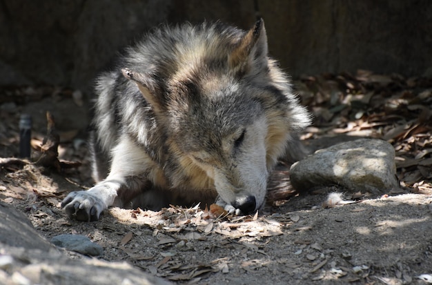 Pelliccia marrone e grigia molto spessa su un lupo.