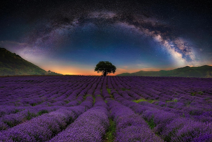 Photo pemandangan indah ladang lavender dengan latar langit