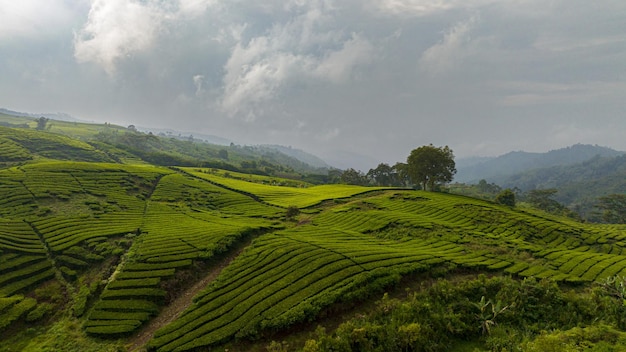 Pemandangan indah ladang pertanian dengan latar belakang langit