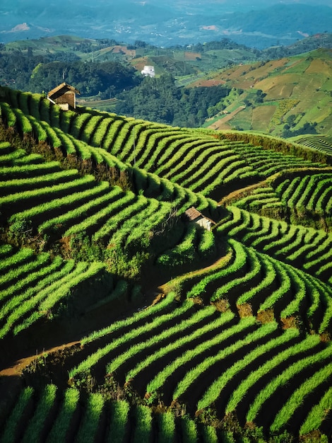 Pemandangan indah ladang pertanian