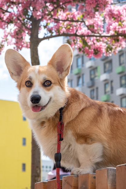 Pembrok corgi gallese