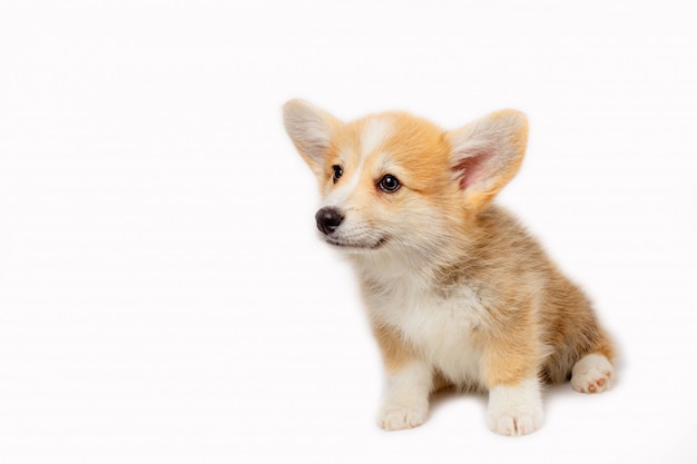 Pembrok di Welsh Corgi del cucciolo isolato